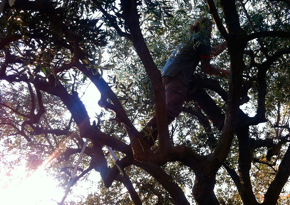 Fra-oliven-til-olivenolje