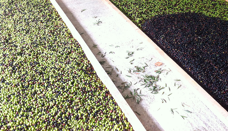 Fra-oliven-til-olivenolje