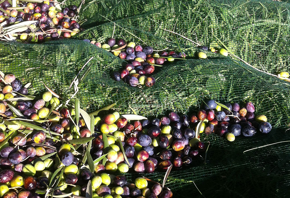 Fra-oliven-til-olivenolje