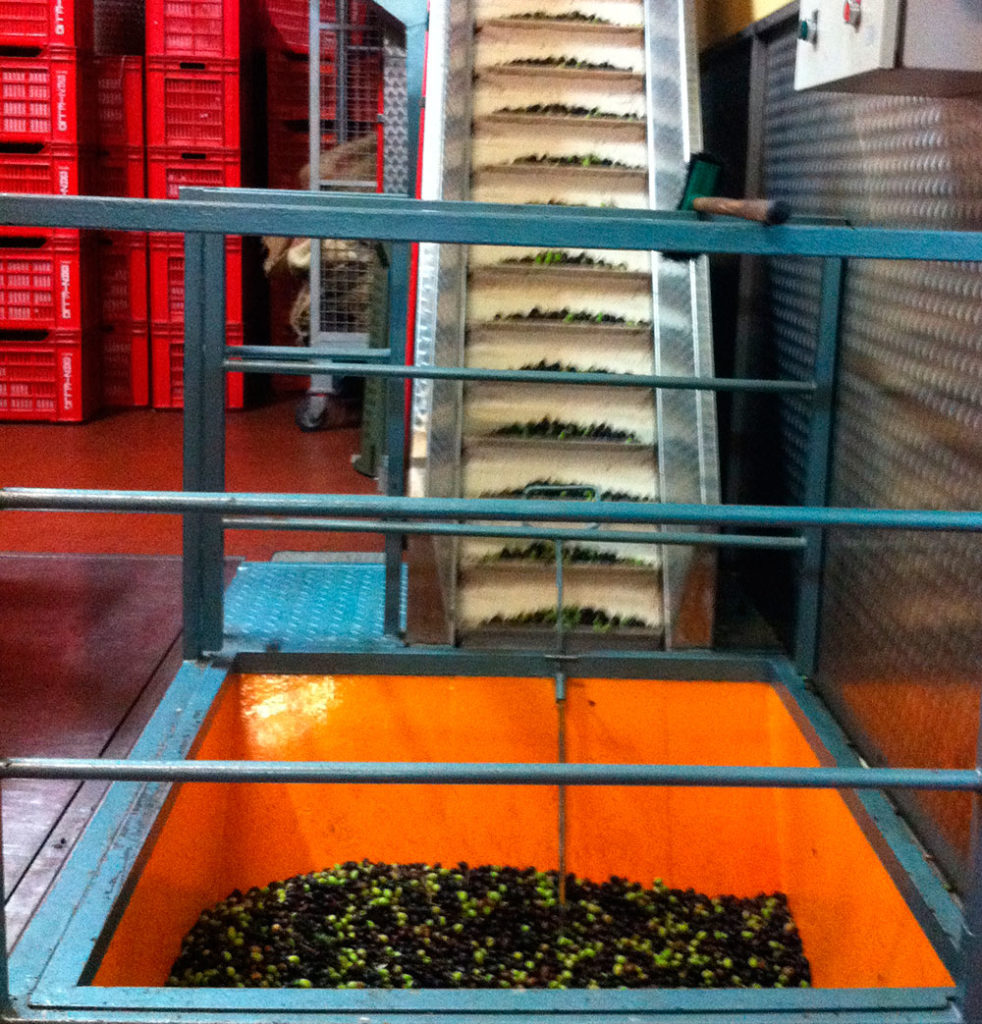 Fra-oliven-til-olivenolje