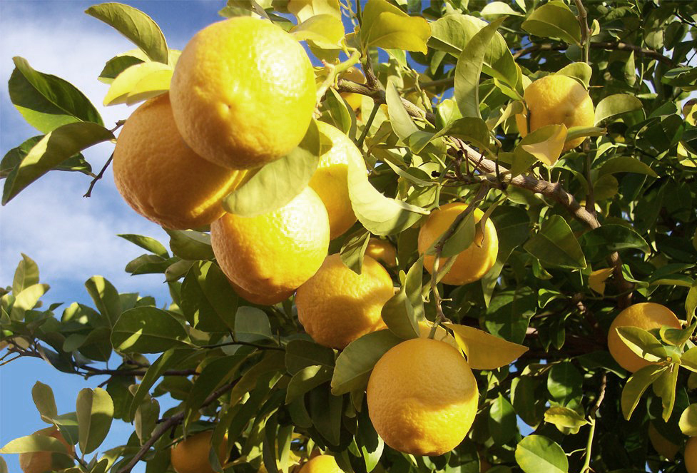 Menton sitronfestival 2018