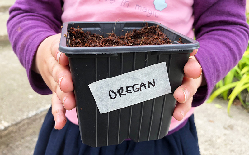 Så lett sår du dine egne krydderurter