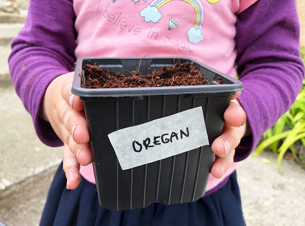 Urtehagen 2018. Hvordan så krydderurter i hagen