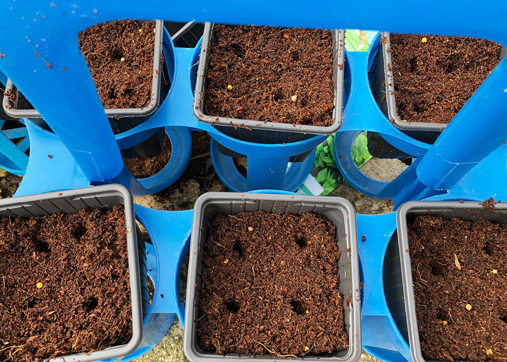 Urtehagen 2018. Hvordan så krydderurter i hagen