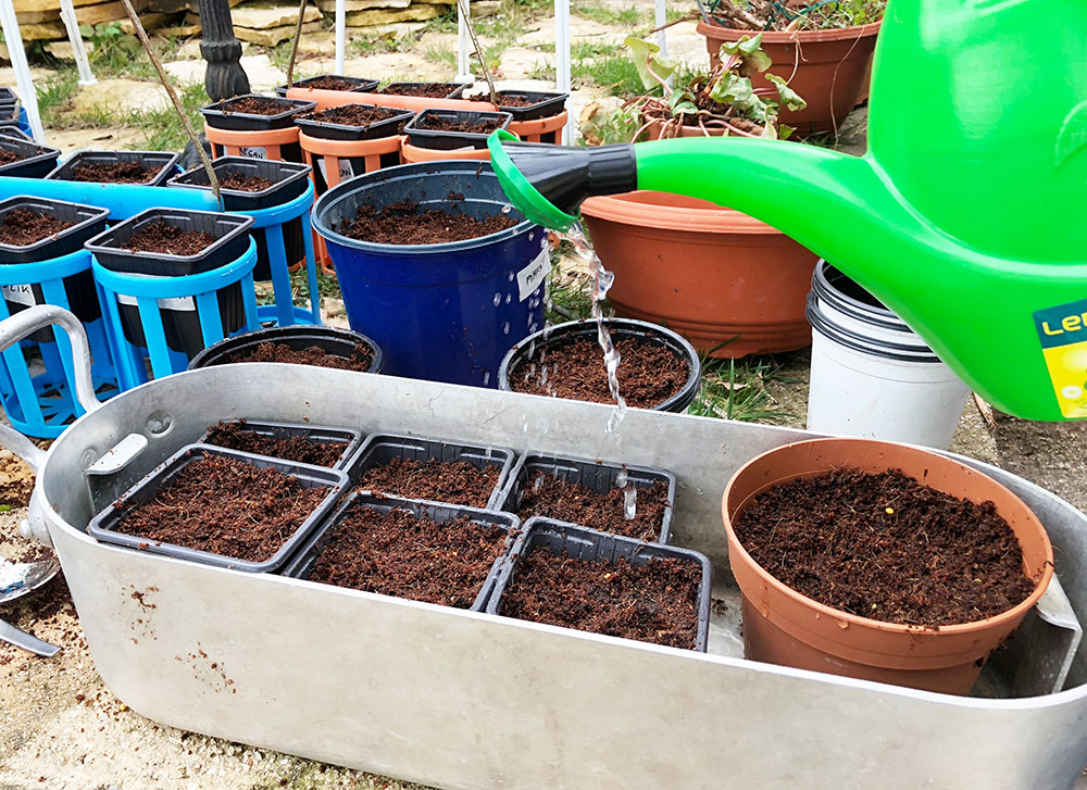 Urtehagen 2018. Hvordan så krydderurter i hagen