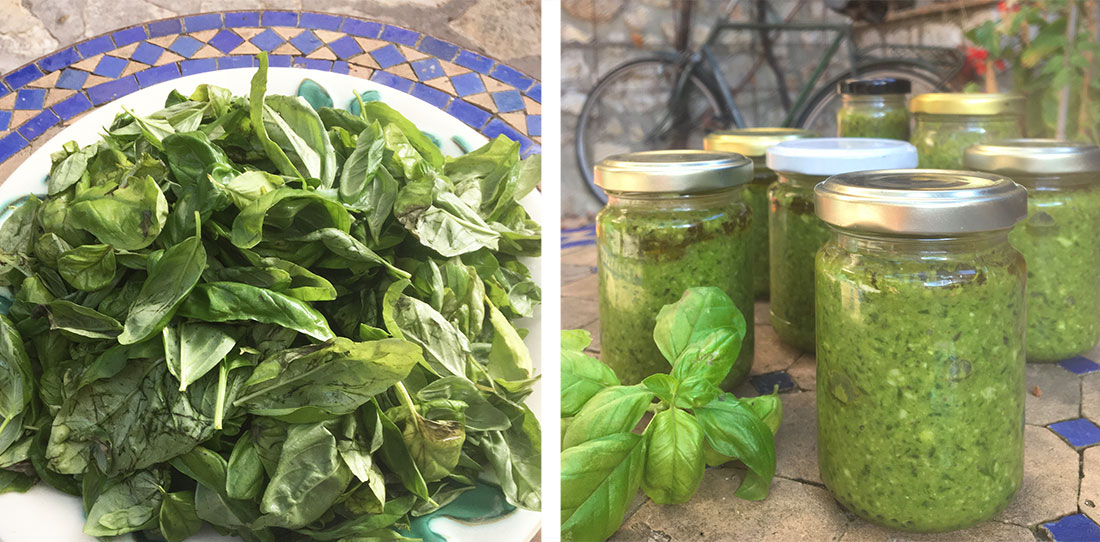 Hjemmedyrket basilikum