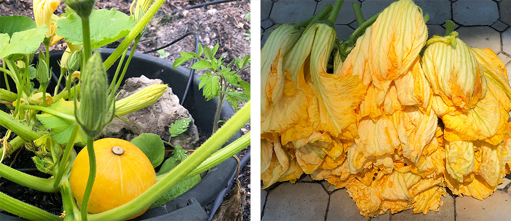 Friterte squashblomster