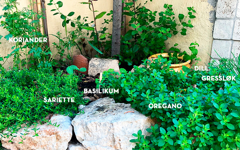 Urtehage 2018 - det spirer og det gror