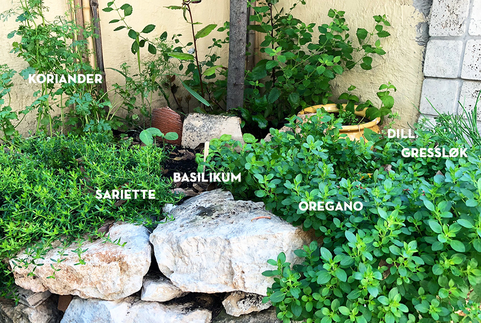 Urtehage 2018 - det spirer og det gror