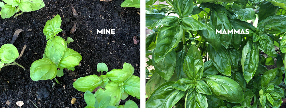 Urtehage 2018 - det spirer og det gror