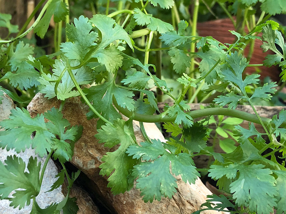 Urtehage 2018 - det spirer og det gror