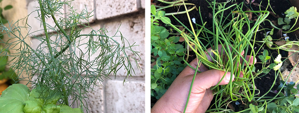 Urtehage 2018 - det spirer og det gror