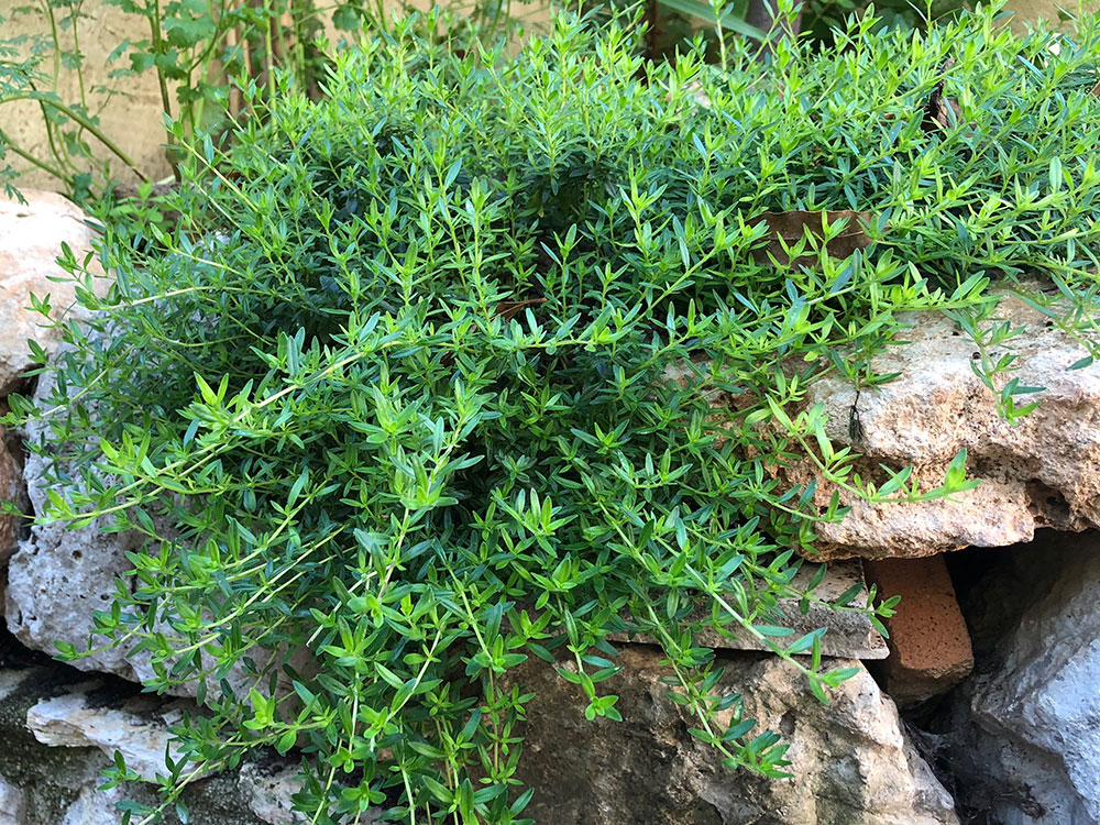 Urtehage 2018 - det spirer og det gror