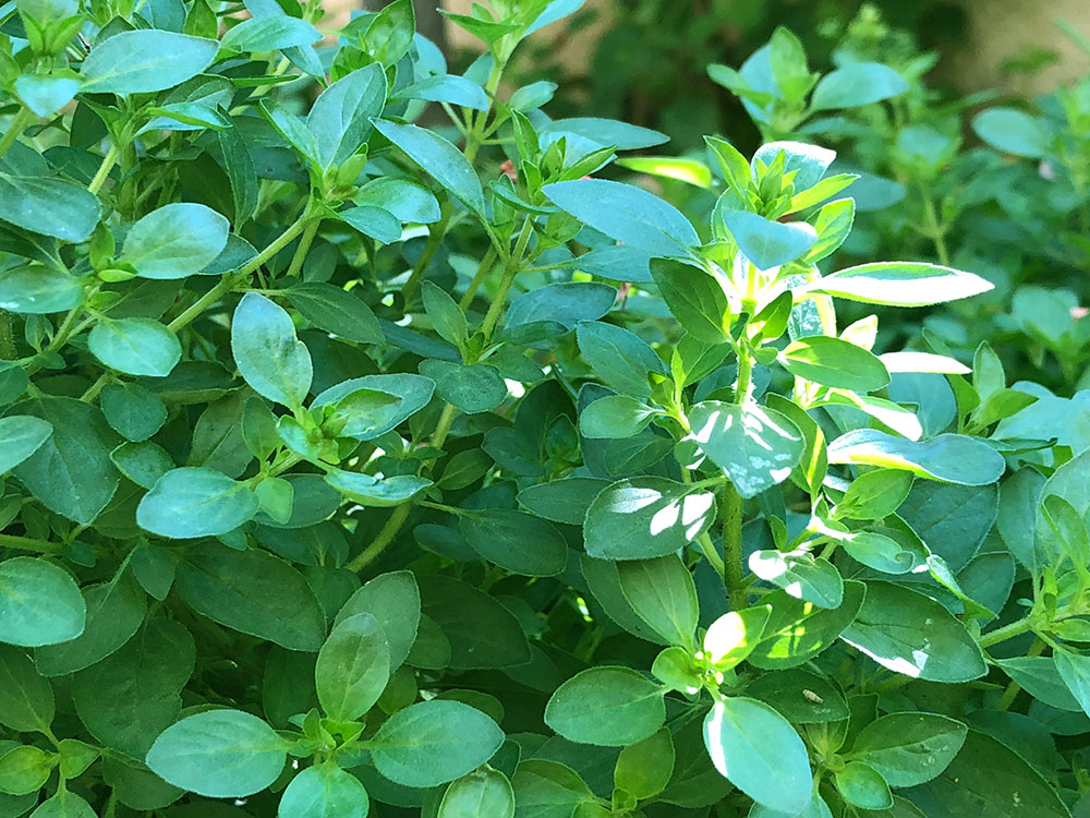 Urtehage 2018 - det spirer og det gror