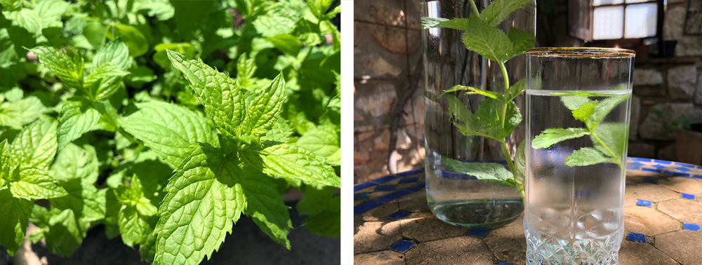 Urtehage 2018 - det spirer og det gror