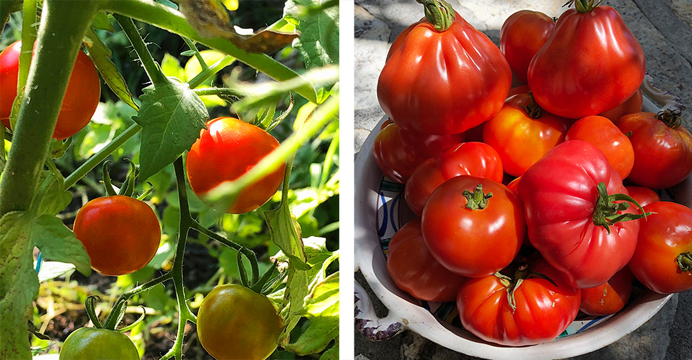 Hjemmelaget tomatcoulis - for smakens og helsas skyld!