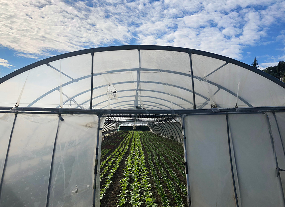 Min egen biodynamiske bonde