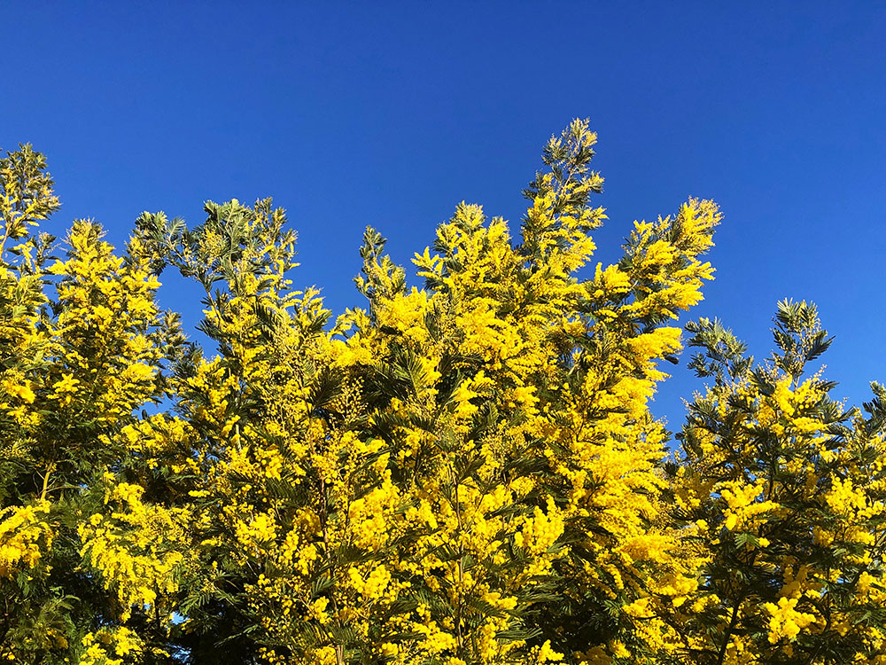 Fete du mimosa - Tanneron