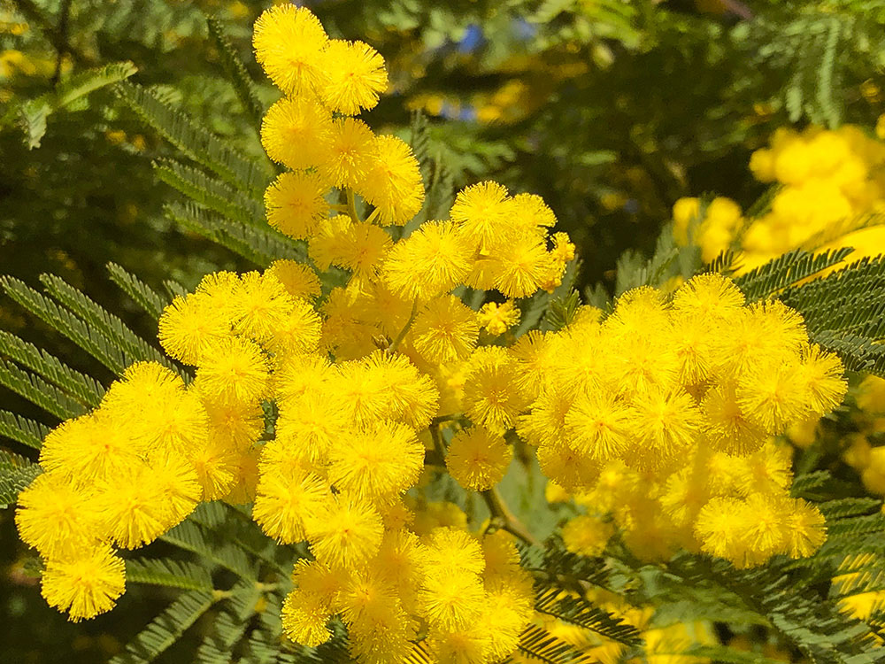 Fete du mimosa - Tanneron