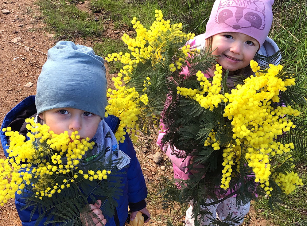 Fete du mimosa - Tanneron