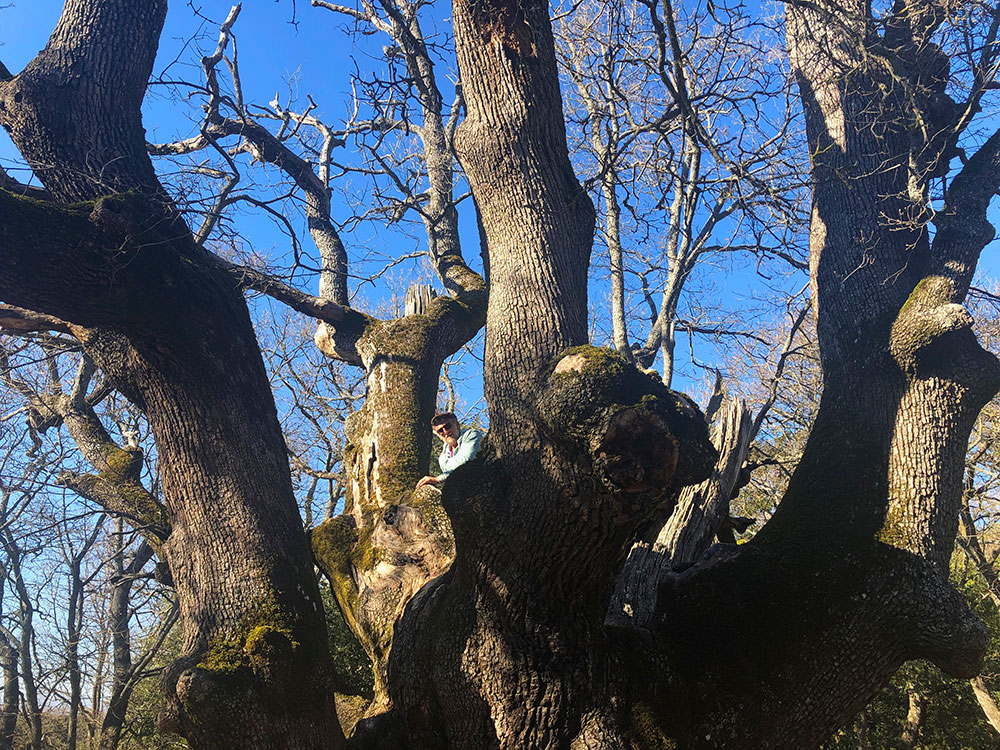 Pinnebrød og piknik