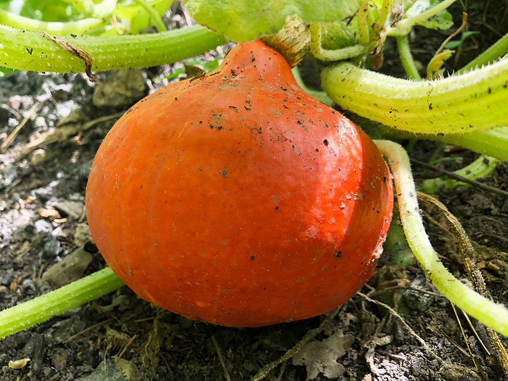 Grønnsakshagen 2018