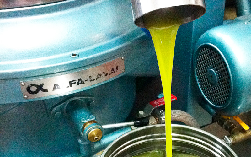 Tid for olivenhøsting